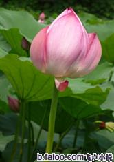 乐鱼官网app登录入口:产品4